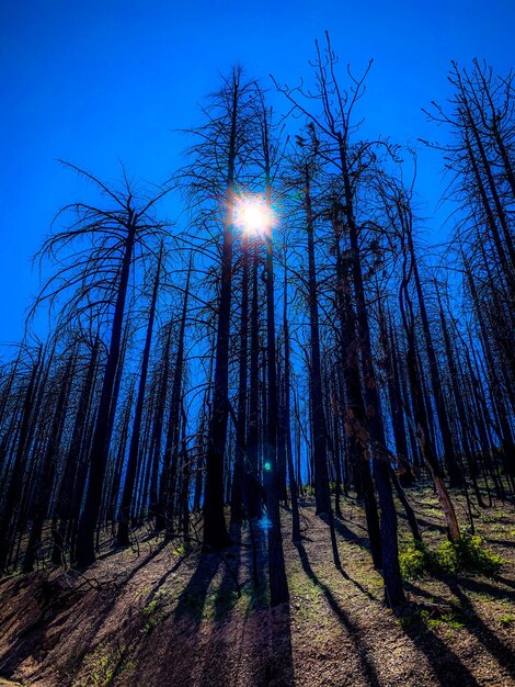 Low angle view of sunlight streaming through trees in forest