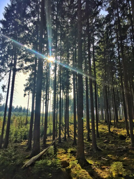 Foto vista a bassa angolazione della luce solare che scorre attraverso gli alberi nella foresta