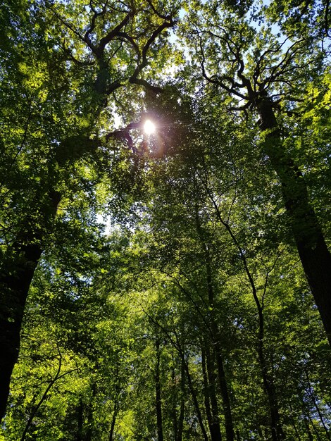 Foto vista a basso angolo della luce solare che scorre attraverso gli alberi