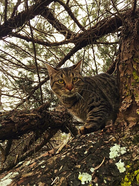 Foto veduta a bassa angolazione di tabby che si arrampica sull'albero