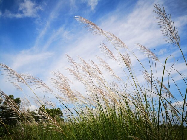 Low angle view of tall grass on field against sky