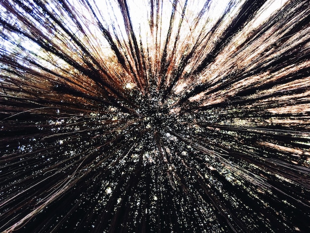 Low angle view of tall trees in the forest