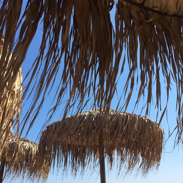 Low angle view of thatched parasols against sky