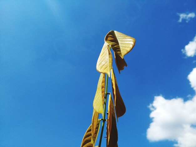 Low angle view of traditional windmill against blue sky