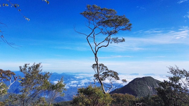 Low angle view of tree against blue sky