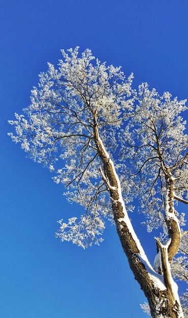 Low angle view of tree against blue sky