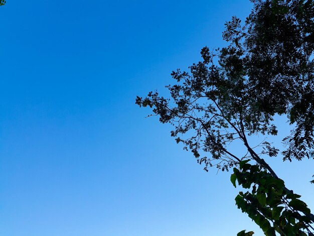 Low angle view of tree against blue sky