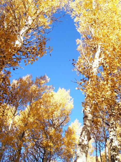 Low angle view of tree against blue sky