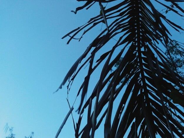 Low angle view of tree against blue sky