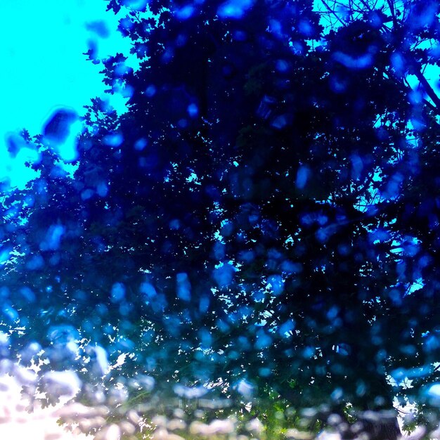 Low angle view of tree against blue sky