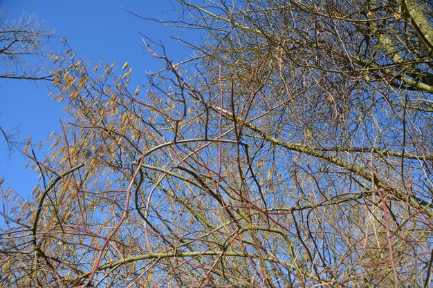 Low angle view of tree against blue sky