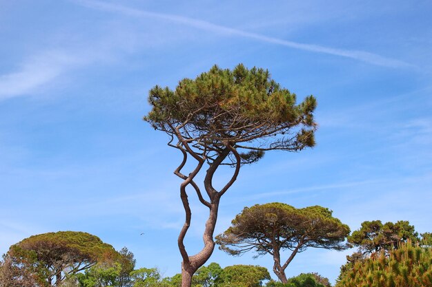 Foto vista ad angolo basso dell'albero contro il cielo blu