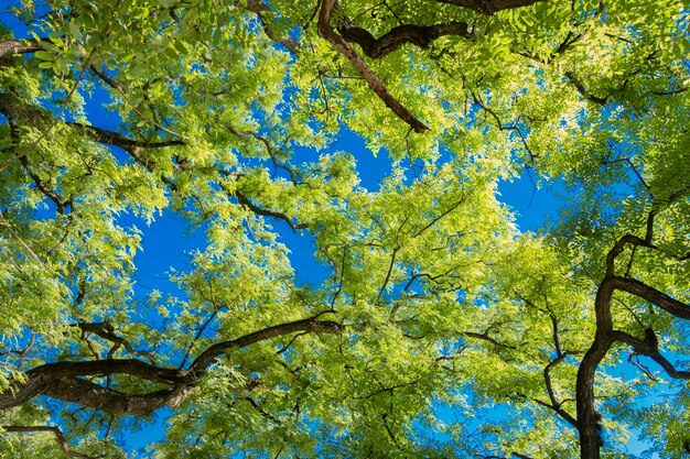 Foto vista ad angolo basso dell'albero contro il cielo blu