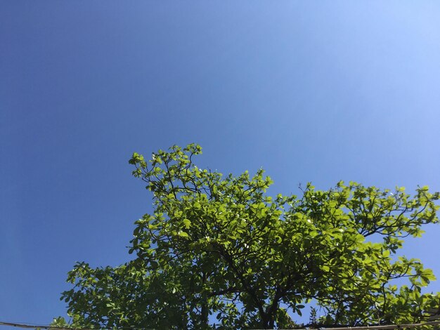 Low angle view of tree against blue sky