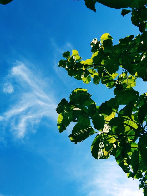 Low angle view of tree against blue sky