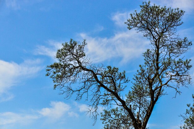 Low angle view of tree against blue sky