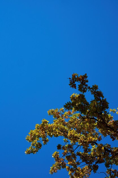 Low angle view of tree against blue sky