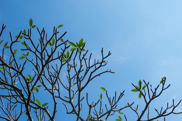 Low angle view of tree against blue sky