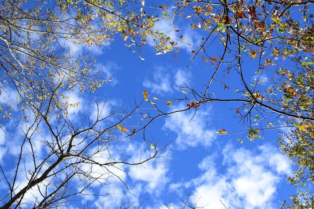 Photo low angle view of tree against blue sky
