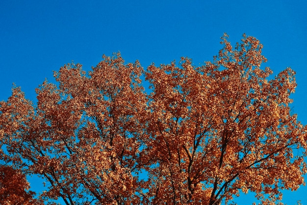 Low angle view of tree against blue sky