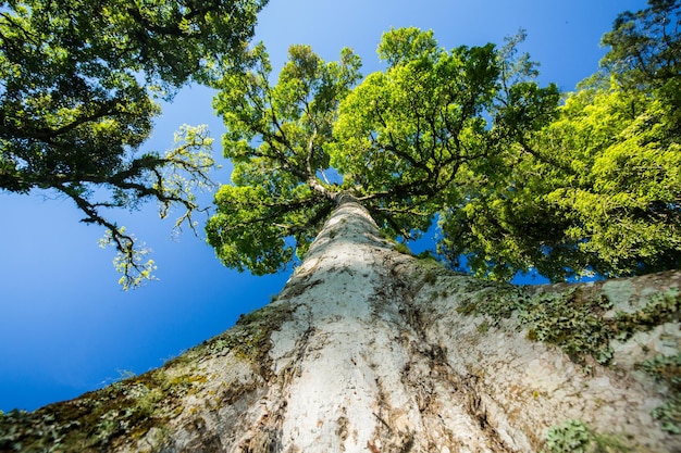 low angle view of tree against blue sky