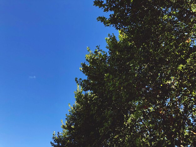 Low angle view of tree against blue sky