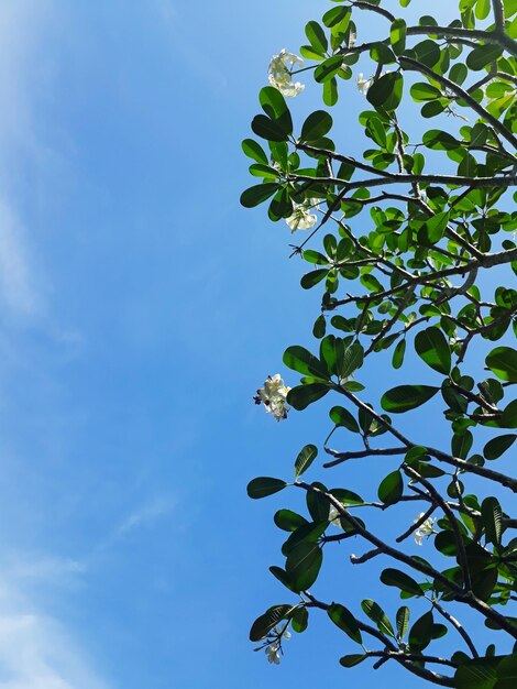 Low angle view of tree against blue sky