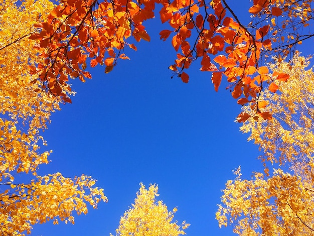 Low angle view of tree against blue sky