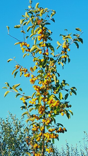 Low angle view of tree against blue sky