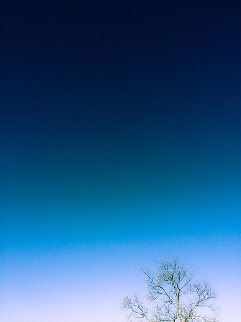 Foto vista ad angolo basso dell'albero contro il cielo blu