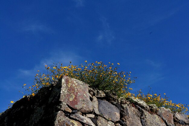 Low angle view of tree against blue sky