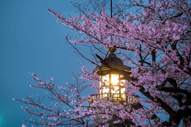 青い空を背景にした木の低角度の眺め