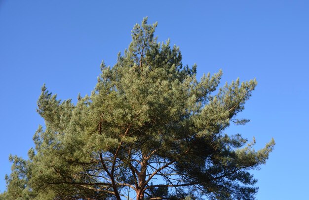 Foto vista ad angolo basso dell'albero contro il cielo blu