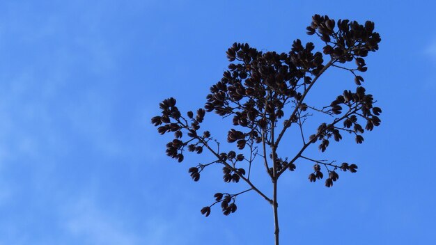 Low angle view of tree against blue sky