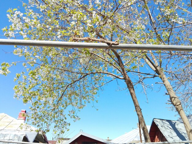 Low angle view of tree against blue sky