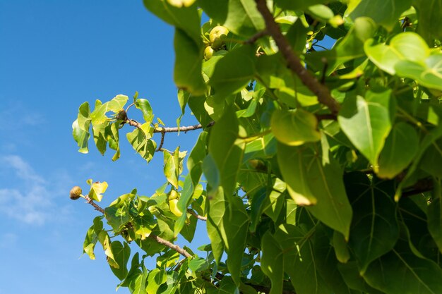 Low angle view of tree against blue sky