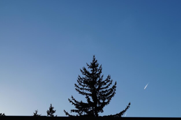 Low angle view of tree against blue sky