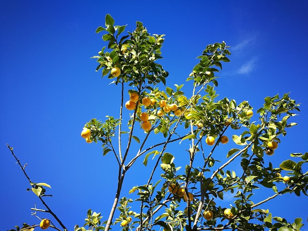 Low angle view of tree against blue sky