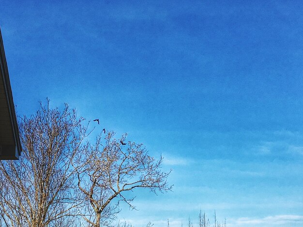 Low angle view of tree against blue sky