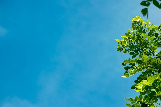 Photo low angle view of tree against blue sky