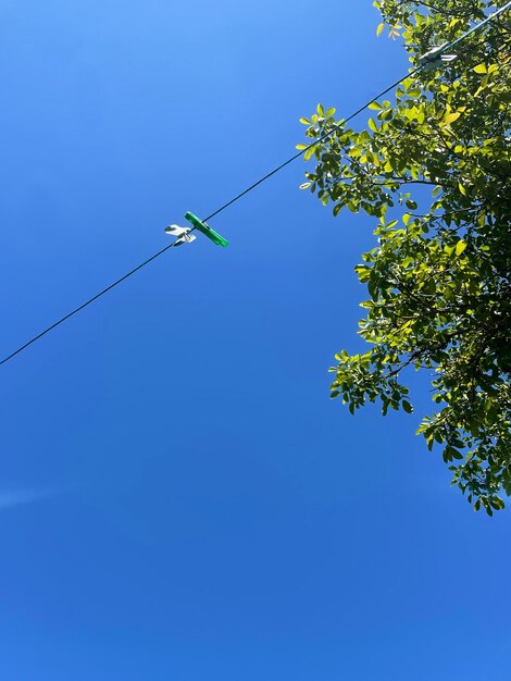 Low angle view of tree against blue sky