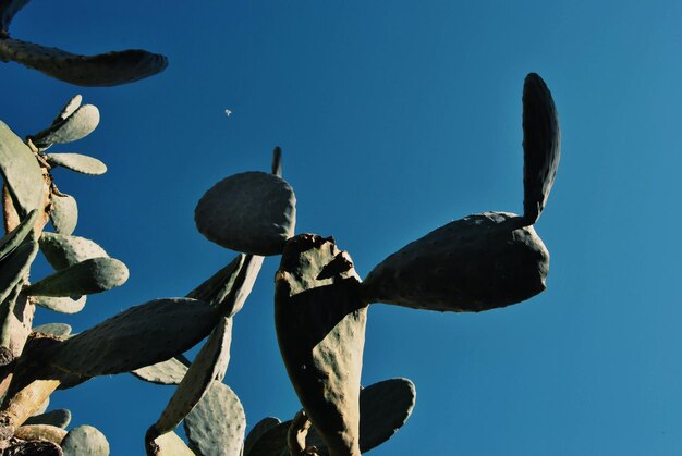 Low angle view of tree against blue sky