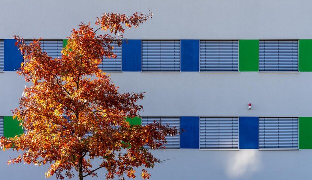 Photo low angle view of tree against building