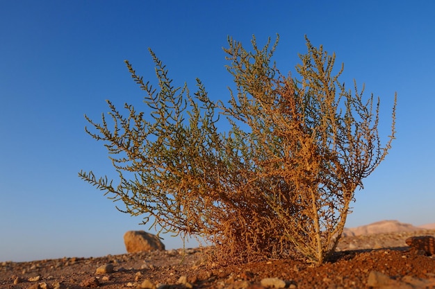 Foto vista ad angolo basso dell'albero contro un cielo blu limpido