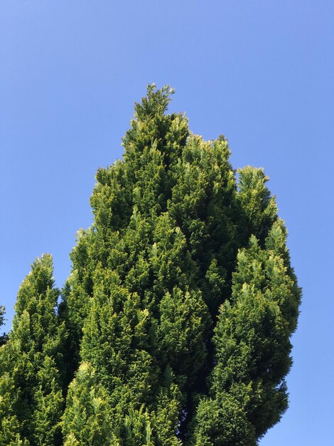 Photo low angle view of tree against clear blue sky