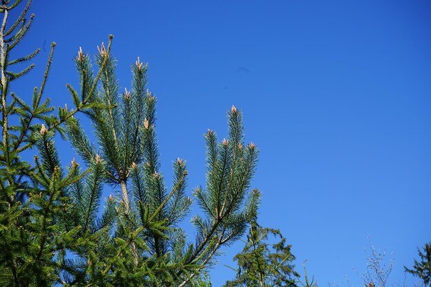 Photo low angle view of tree against clear blue sky