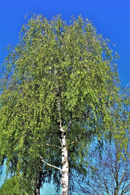 Low angle view of tree against clear blue sky