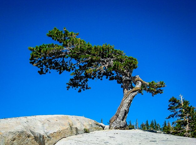 Low angle view of tree against clear blue sky