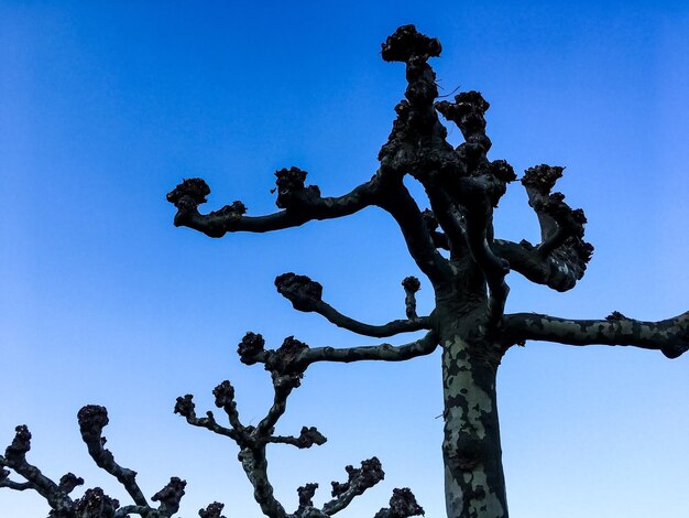 Low angle view of tree against clear blue sky