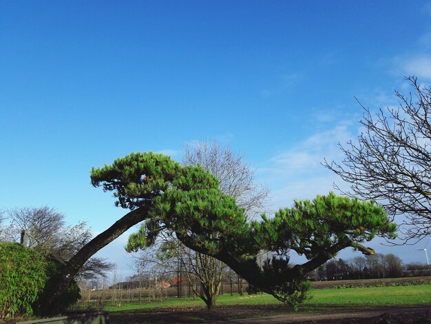 Low angle view of tree against clear blue sky